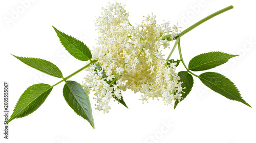 Картината върху платно Elderflower cluster with green leaves on white