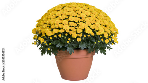 Yellow Chrysanthemum Bush in Terracotta Pot