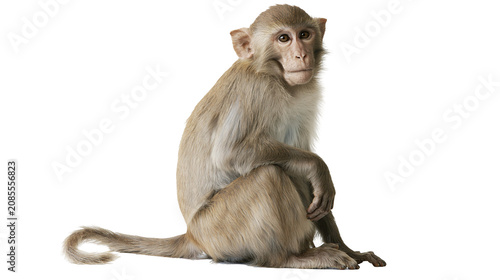 Photography Rhesus macaque monkey sitting on white