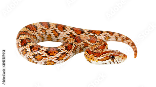Foto Orange and white patterned corn snake coiled on white