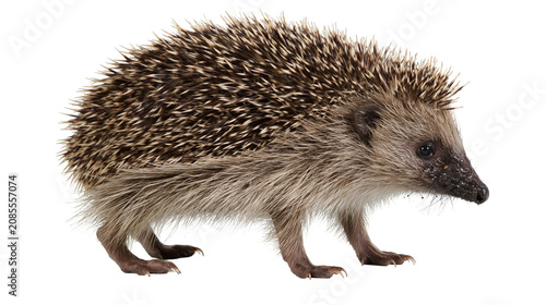 Cuadro en lienzo European hedgehog with spines and fur walking