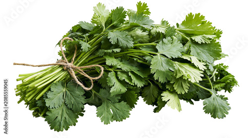 Принти на полотні Fresh cilantro herb bunch tied with twine
