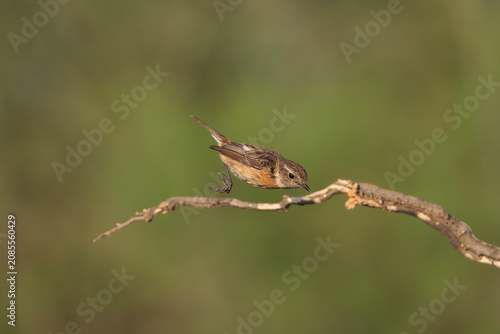 European Stonechat (Saxicola rubicola) captured in mid-hop along a bare branch in El Taray, Spain. Dynamic wildlife action shot with a soft green background.