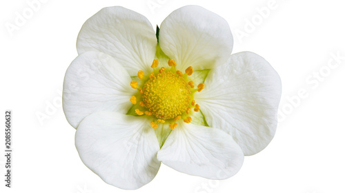 Fotografi White strawberry flower with yellow center and green sepals