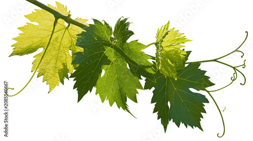 Foto Green grape vine leaves and tendrils on white