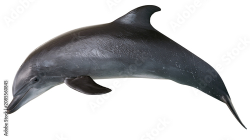 Slika na platnu Gray dolphin swimming with streamlined body and dorsal fin