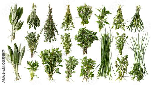 Valokuva Collection of fresh green herbs tied in bunches
