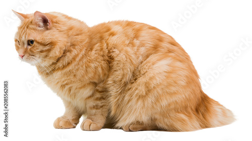 Fotografie Fluffy orange tabby cat sitting profile view