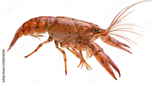 Fotografi Red crawfish crustacean with claws and antennae