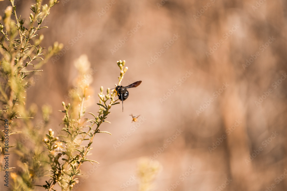 Fototapeta premium Hummingbird hovering to feed from small yellow desert blossoms on a scrub bush with warm golden bokeh