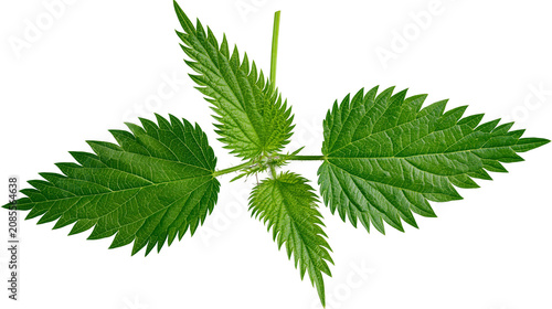 Fotografi Green stinging nettle leaves with serrated edges and visible veins