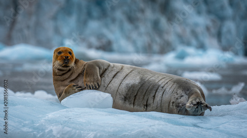 Foto Großaufnahme einer Bartrobbe (Erignathus barbatus), sie liegt auf einer Eisschol