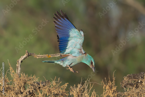 European roller - Coracias garrulus landing on a branch in El Taray, Spain. Action stock photography showcasing vibrant blue wings spread open against a soft green background.