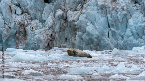 Quadro su tela Bartrobbe (Erignathus barbatus) liegt auf einer Eisscholle vor dem Kongsbreen in