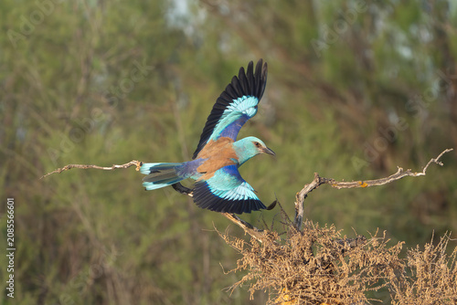 European roller (Coracias garrulus) taking flight from a branch in El Taray, Spain. Dynamic action shot showing vibrant blue wings spread, ideal for wildlife stock photography.