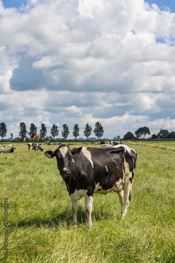 Fototapeta premium Black and white cow standing in a green pasture with herd and cloudy sky in the background