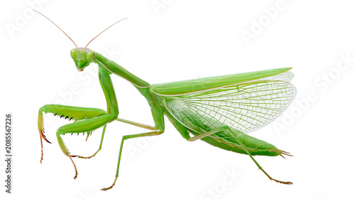 Canvastavla Green praying mantis with open wings showing intricate veins