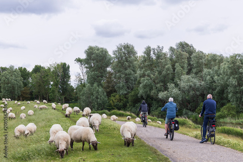 Fotografía Three cyclists ride past grazing sheep on a dike in peaceful South East Frieslan