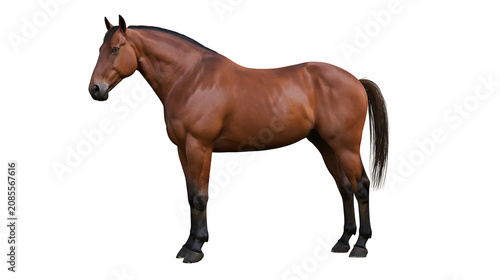 Tableau sur toile Brown horse standing profile view