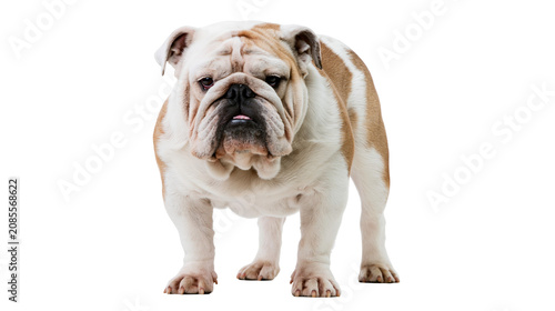 Foto English Bulldog with white and brown fur standing