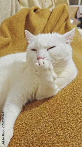 White cat grooming on a blanket