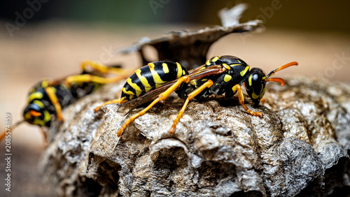 The field wasps on their abandoned nest (Polistinae)