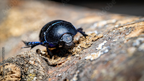 Принти на полотні The forest dung beetle  (Anoplotrupes stercorosus)