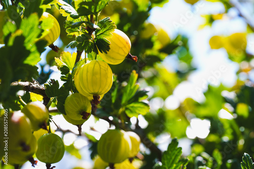 Close Up of Fresh Green Gooseberries Growing on a Branch in Sunlight