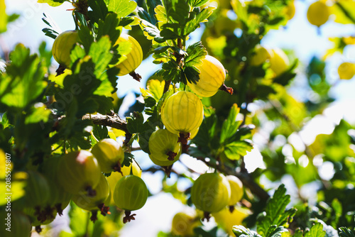 Sunlit Green Gooseberries Growing on a Leafy Bush Branch