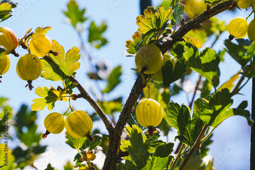 Close Up of Green Gooseberries on a Branch Against a Blue Sky