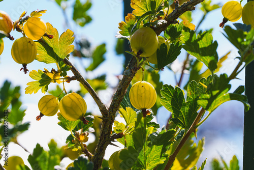 Close Up of Green Gooseberries on a Thorny Branch in Sunlight