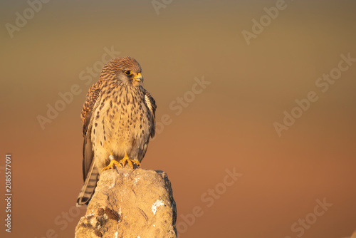 Lesser kestrel - Falco naumanni perched on a rock pillar in El Taray, Spain. Bird of prey stock photography at golden hour with a warm, soft blurred background.