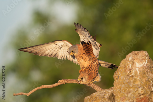 Mating Lesser Kestrels (Falco naumanni) on a branch in El Taray, Spain. Action wildlife photography of birds of prey.