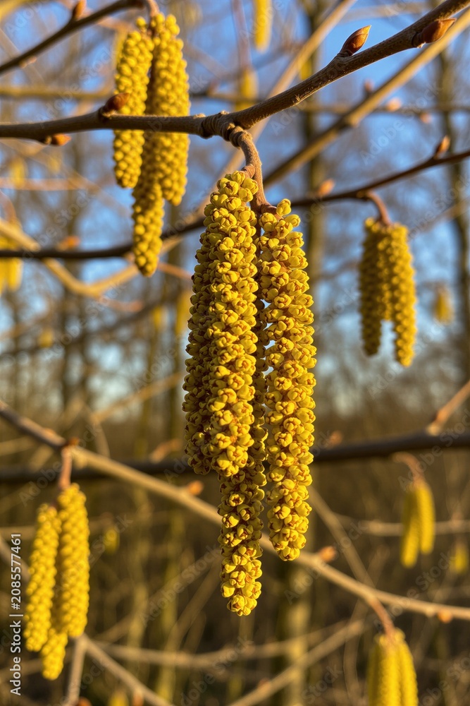 Fototapeta premium Yellow hazel catkins hang on tree branches. Early spring blooming buds show new life and growth. Pollen release signals seasonal change outdoors.