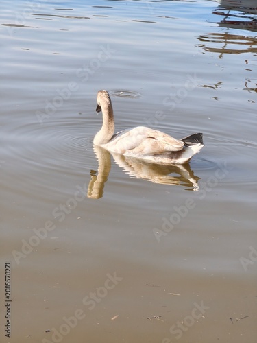 Картината върху платно Young cygnet swan swimming in the Vltava river with beautiful colorful reflectio