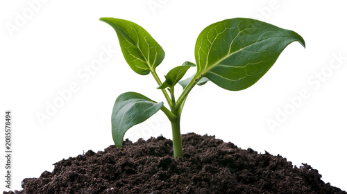 Green seedling growing from dark soil