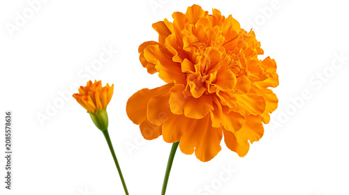 Fotografie Orange marigold flower and bud
