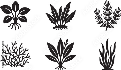 Photos Six different types of medicinal herb illustrations Vector