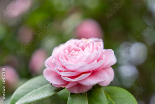 京都で咲く淡いピンク色の椿の花。京都で咲く淡いピンク色の椿（Camellia japonica）。幾重にも重なる花びらが美しい春の花をクローズアップで撮影。