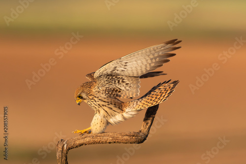 A female lesser kestrel (Falco naumanni) landing on a branch with wings raised in El Taray, Spain. Golden hour action wildlife stock photography with a warm, blurred background.