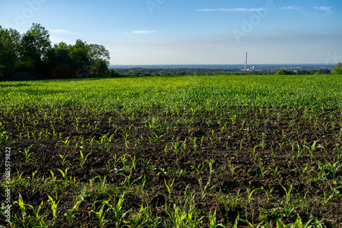 Photos A scenic horizontal wide shot of a green agricultural field with rows of young c