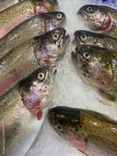 Tapety artystyczne fresh fish on ice
