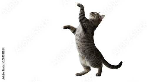 Fotografi Tabby cat standing on hind legs reaching up