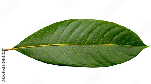 Fotografie Green leaf with prominent yellow central vein and parallel veins
