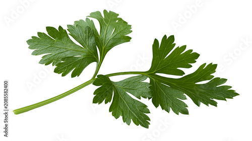 Fresh green parsley herb sprig with serrated leaves