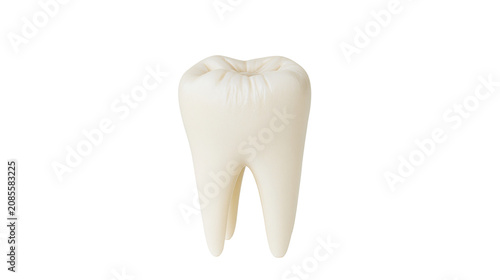 Tableau sur toile Human molar tooth with two roots