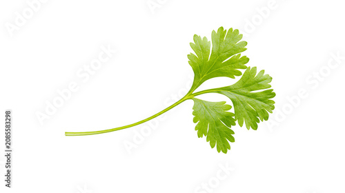 Fresh green cilantro sprig with delicate leaves