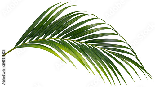 Fotografie Green palm frond with delicate curved leaves