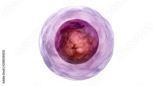 Human cell nucleus and cytoplasm with outer membrane