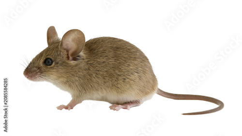Tableau sur toile Small brown mouse with large ears and long tail